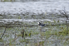 Pied/White Wagtail