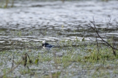 Pied/White Wagtail