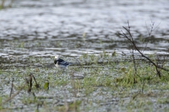 Pied/White Wagtail