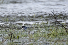 Pied/White Wagtail