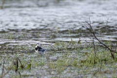 Pied/White Wagtail