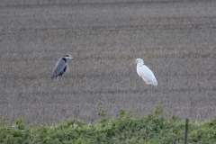 Great White Egret & Heron