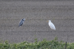 Great White Egret & Heron