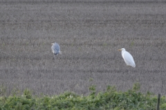 Great White Egret & Heron