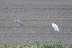 Great White Egret & Heron