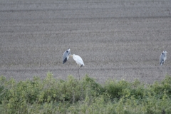 Great White Egret & Herons