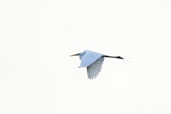 Great White Egret in Flight