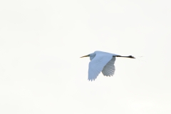 Great White Egret in Flight