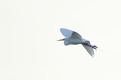 Great White Egret in Flight