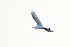 Great White Egret in Flight