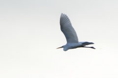 Great White Egret in Flight