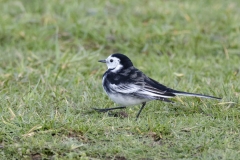 Pied/White Wagtail