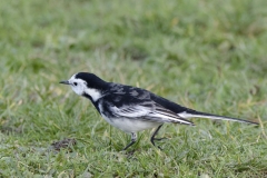 Pied/White Wagtail