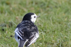 Pied/White Wagtail