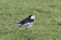 Pied/White Wagtail