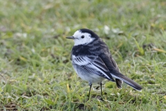 Pied/White Wagtail