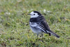 Pied/White Wagtail