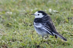 Pied/White Wagtail