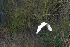 Great White Egret in Flight