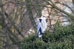 Heron