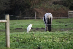 Great White Egret with Horse