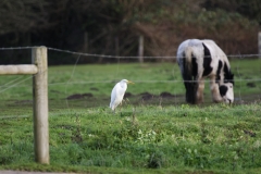 Great White Egret with Horse