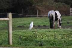 Great White Egret with Horse