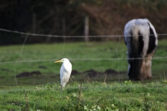 Great White Egret with Horse