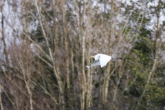 Great White Egret in Flight