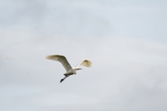 Great White Egret in Flight