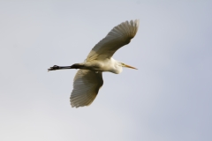 Great White Egret in Flight