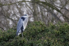 Heron