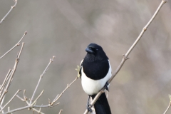 Magpie