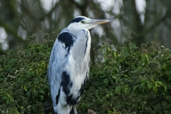 Heron