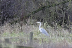 Heron