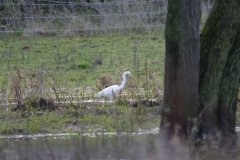 Great White Egret