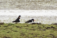 Oystercatchers