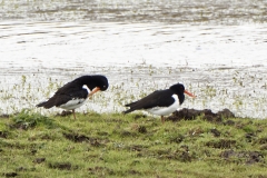 Oystercatchers