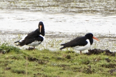 Oystercatchers