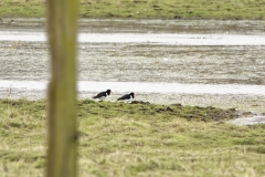 Oystercatchers