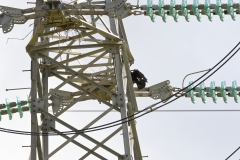 Rooks Building Nests