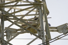 Rooks Building Nests