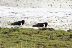 Oystercatchers