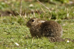 Wild Rabbit