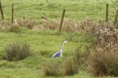 Grey Heron