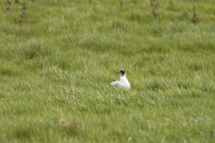 Black-headed Gull