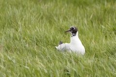 Black-headed Gull