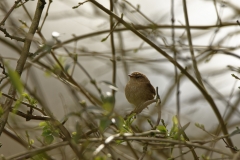 Wren