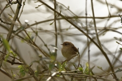 Wren