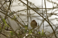 Wren